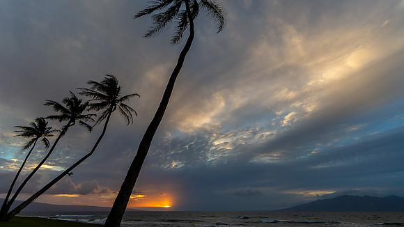 Four tall palm trees are silhouetted against the setting sun.
