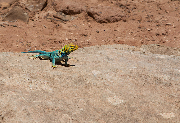 8.98 MB, 3873 x 2653: Yellow and blue common collared lizard (Crotaphytus insularis) basking on a rock in the desert sun light.