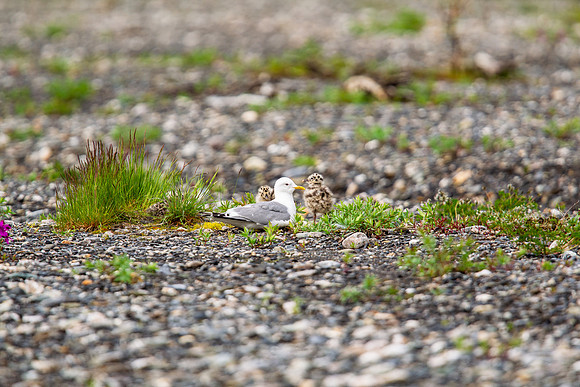 13.8 MB, 4896 x 3264: Seagull and camouflaged chicks in Alaska