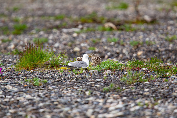 16.3 MB, 4896 x 3264: Seagull and camouflaged chicks in Alaska