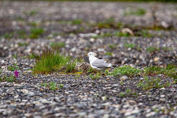 16.2 MB, 4896 x 3264: Seagull and camouflaged chicks in Alaska