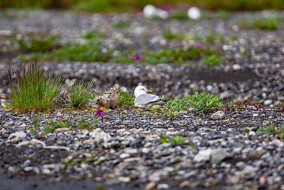 15.5 MB, 4896 x 3264: Seagull and camouflaged chicks in Alaska