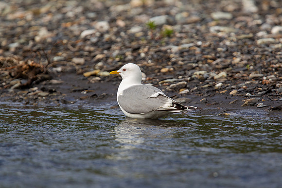 11.9 MB, 4896 x 3264: Seagull standing in a stream in Alaska