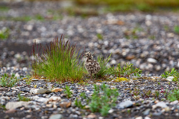 17.3 MB, 4896 x 3264: A lone spotted young Seagull chick