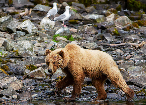 8.14 MB, 3250 x 2338: A large Brown Bear (Ursus arctos) on the shore of Redoubt Lake in the Alaskan wilderness.