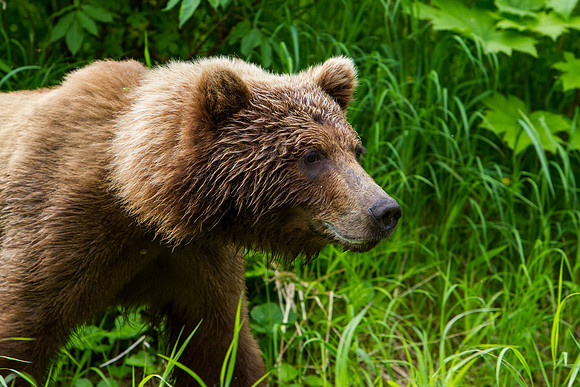 10.5 MB, 4295 x 2863: Head and shoulders of a large Brown Bear (Ursus arctos) walking near Redoubt Lake in the Alaskan wilderness.