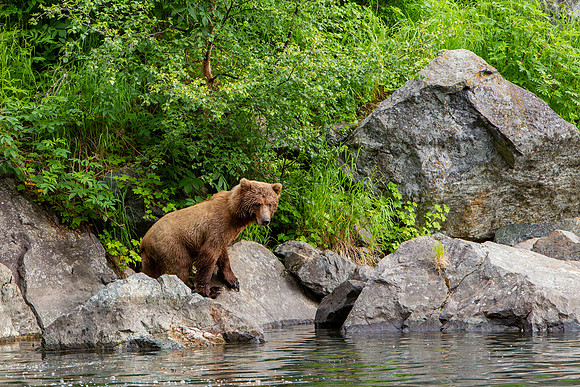 18.7 MB, 4431 x 2954: Large brown bear hunting salmon.