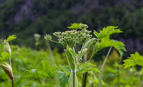 16.6 MB, 4896 x 2976: Giant green hogweed in Alaska