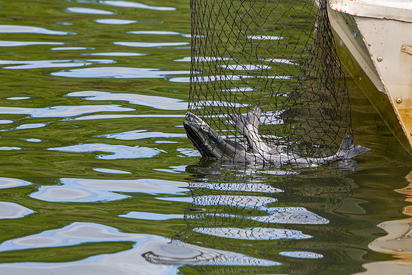 18.5 MB, 4896 x 3264: Salmon trapped in a fishing net on a lake in Alaska.