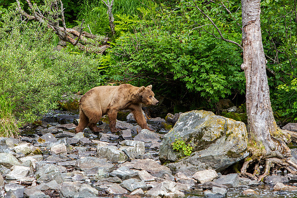 21.8 MB, 4896 x 3264: Large Brown Bear walking across rocks