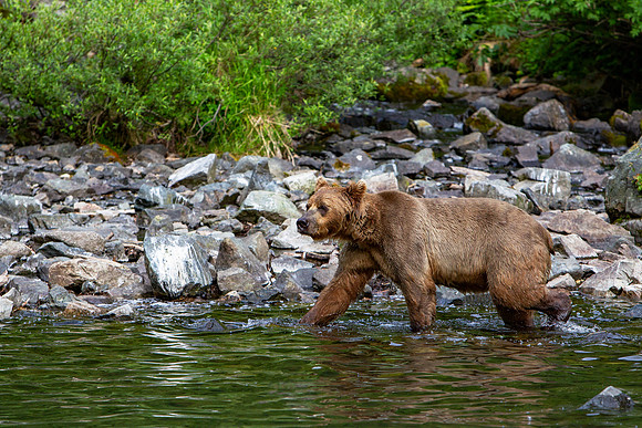 21.8 MB, 4896 x 3264: Large Brown Bear (Ursus arctos) walking in the water