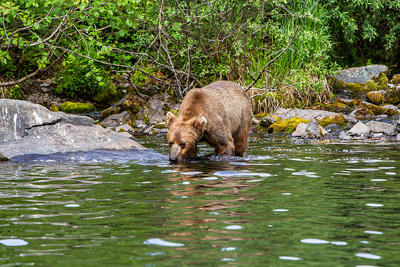 22.3 MB, 4896 x 3264: Large Brown Bear (Ursus arctos) scanning the lake water for salmon