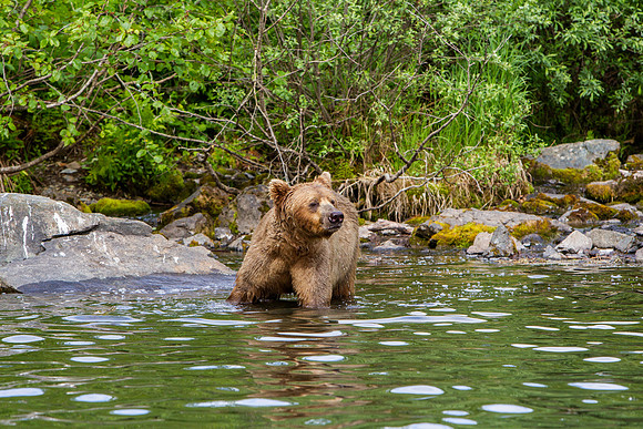 20.6 MB, 4896 x 3264: Large Brown Bear (Ursus arctos) walking in the water