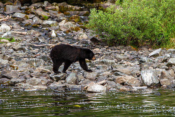 20.4 MB, 4896 x 3264: Black Bear (Ursus americanus) walking across rocks