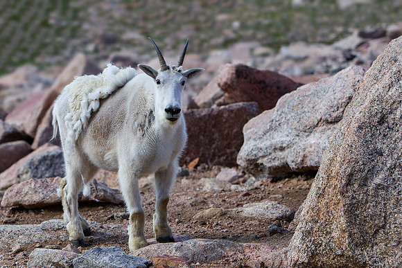 9.57 MB, 3871 x 2581: White mountain goat (Oreamnos americanus) shedding winter coat.