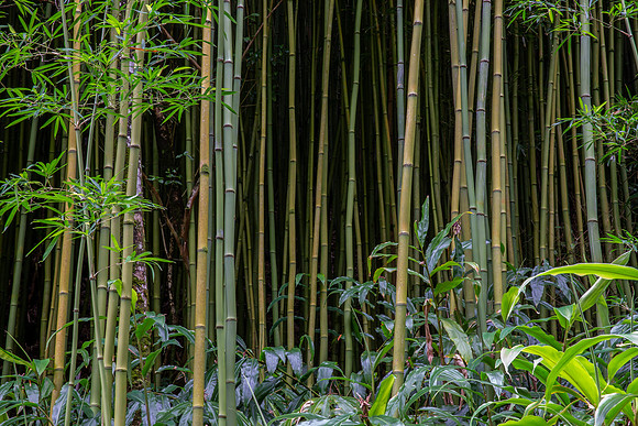 14.4 MB, 4928 x 3285: Dark thick green forest of bamboo (Bambusoideae).