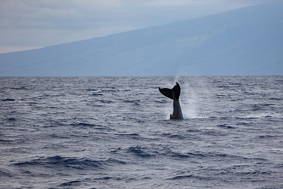 11.8 MB, 4320 x 2880: Humpback whale's tail fin (Megaptera novaeangliae) off the coast of Maui, Hawaii.
