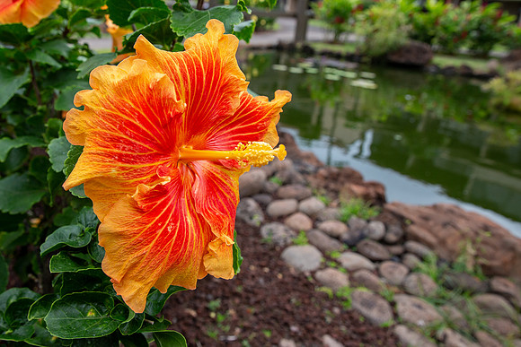 12.0 MB, 4265 x 2843: A blooming red and orange hibiscus in front of a pond.