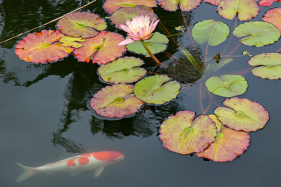 10.7 MB, 4434 x 2956: A orange and white koi (Cyprinus carpio) swims under a flowering water lily plant (Nymphaeain).