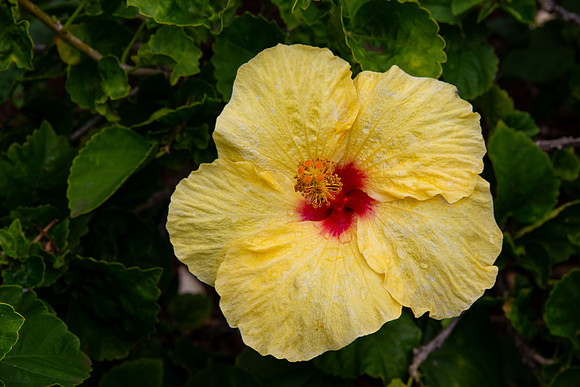 11.4 MB, 4544 x 3029: A blooming yellow and red hibiscus in front of green leaves.