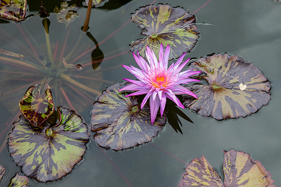 9.85 MB, 4365 x 2910: A purple and yellow flowering water lily (Nymphaeain) with green and brown leaves.