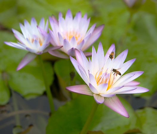 6.62 MB, 4050 x 3456: Two bees searching for pollen from a white, yellow and purple Water Lily flower.