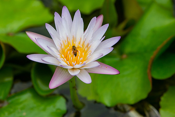 10.5 MB, 4338 x 2892: A honey bee (Apis) collects pollen on a yellow, white and purple water lily (Nymphaeain).