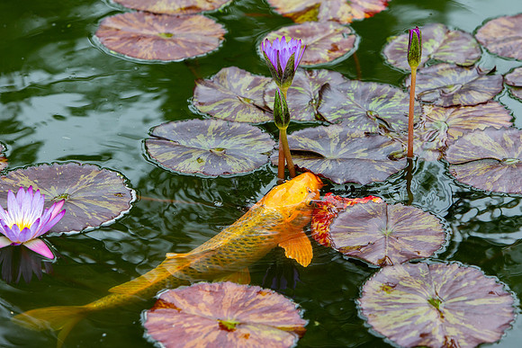 12.8 MB, 4661 x 3107: A orange and green Koi (Cyprinus carpio) looks for food on a purple flowering water lily leaf (Nymphaeain).