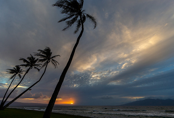 10.9 MB, 5083 x 3456: Four tall palm trees are silhouetted against the setting sun.