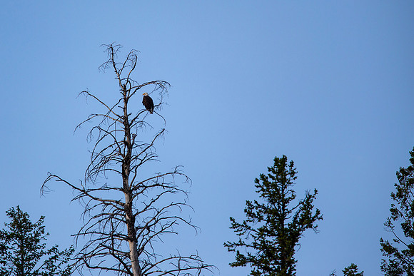 9.09 MB, 4050 x 2700: Bald Eagle (Haliaeetus leucocephalus) perched high in a dead tree.