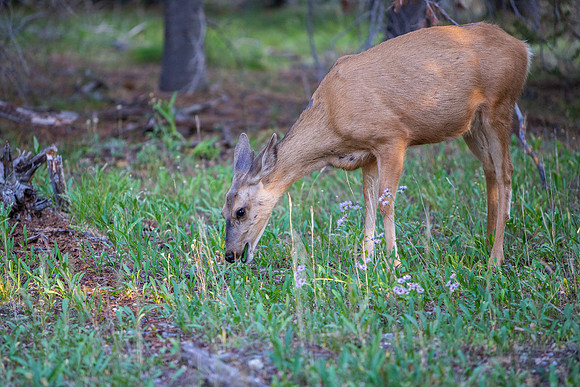 17.7 MB, 4823 x 3215: A young mule deer (Odocoileus hemionus) grazes on green grass and flowers.