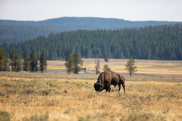8.81 MB, 4687 x 3125: A lone buffalo (bison) grazing in an open meadow.