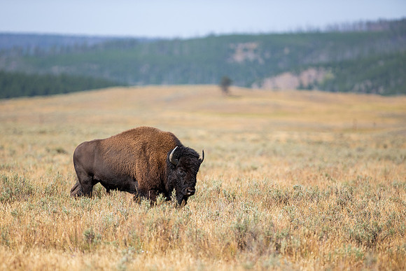 10.3 MB, 4863 x 3242: A lone bull buffalo (bison) walking in an open meadow.