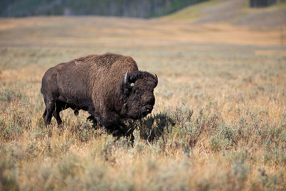 12.3 MB, 5184 x 3456: A lone older bull buffalo (bison) walking in an open meadow.