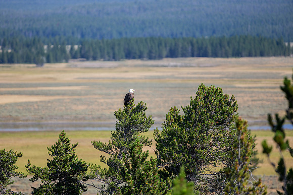 11.5 MB, 4765 x 3176: A Bald Eagle (Haliaeetus leucocephalus) perched high on a green pine tree overlooking a valley.