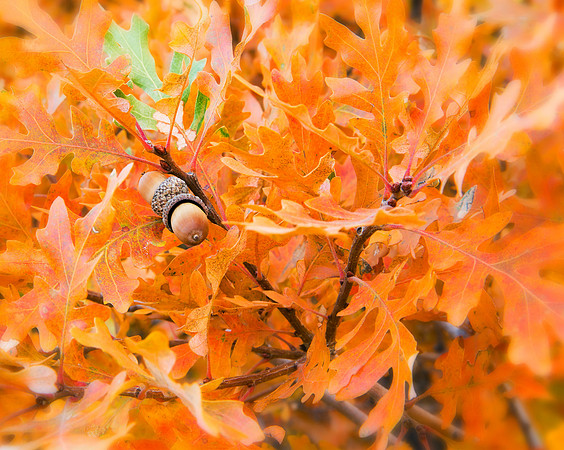 7.33 MB, 3528 x 2818: Fall leaves provide a perfect background for two acorns along the front range in Colorado.