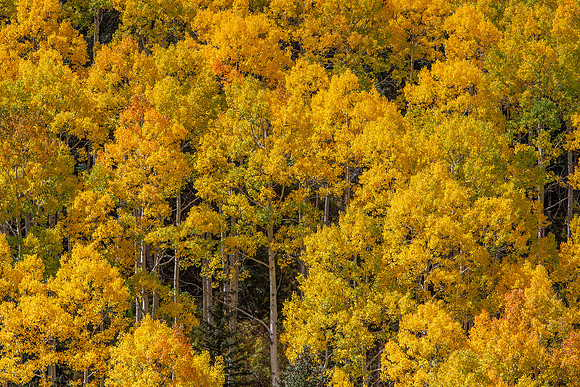 25.2 MB, 4571 x 3048: Forest of bright yellow aspen tree leaves.