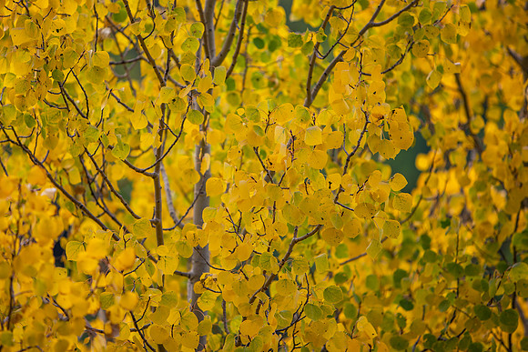 11.9 MB, 4644 x 3096: Yellow and green Aspen tree leaves in the autumn.