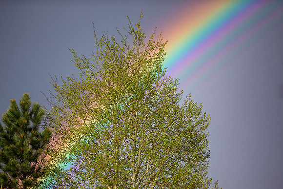 15.9 MB, 4677 x 3118: Rainbow in the sky behind a aspen and pine tree.