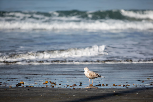 8.97 MB, 4986 x 3324: Young Herring Gull (Larus argentatus) on sandy beach and surf.
