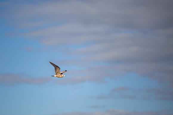 8.48 MB, 4962 x 3308: Flying seagull (Larus) with a white head, brown wings, and a black tail.