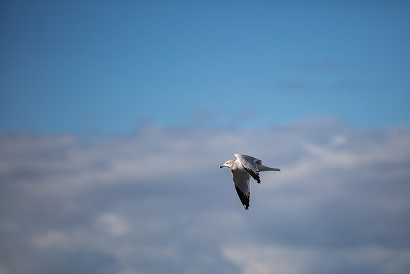 5.88 MB, 4485 x 2990: Ring Billed Gull (Larus delawarensis) in flight.