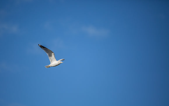 11.2 MB, 5182 x 3260: Flying seagull (Larus) with a white head and white body and black tipped wings.