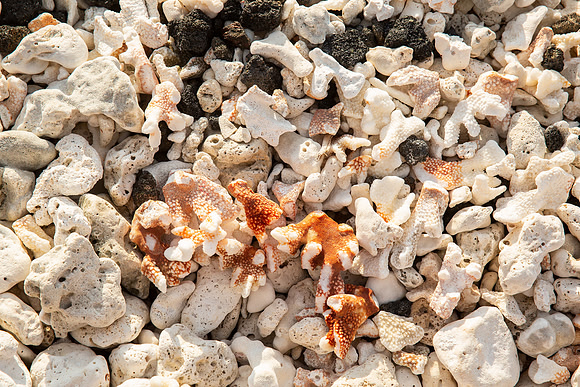24.0 MB, 5760 x 3840: Orange coral surrounded by white coral and rocks.