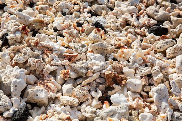 21.1 MB, 5760 x 3840: White and orange coral cover a beach.
