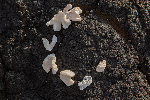 17.0 MB, 4952 x 3300: Seven white pieces of coral contrasted on black igneous rock.