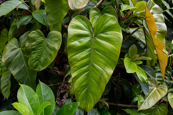 17.2 MB, 5498 x 3665: A large green elephant ear plant leaf (Colocasia) in a jungle forest.