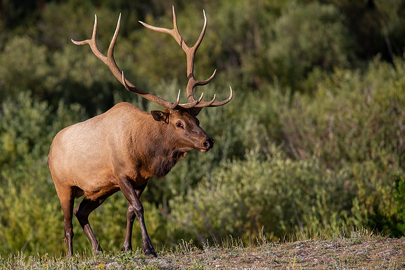 13.4 MB, 4531 x 3021: Bull elk (Cervus canadensis) with a large antlers walking up a hill.
