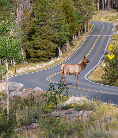 13.0 MB, 3287 x 3840: Elk (Cervus canadensis) cow standing in the middle of the road.