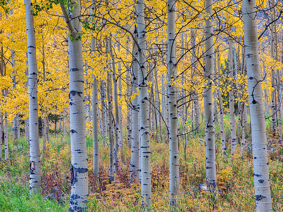 34.2 MB, 5949 x 4440: A grove of aspen trees with fall colors near Aspen, Colorado.